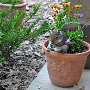 how to keep squirrels out of flower pots