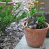 How to Keep Squirrels From Digging Up Flower Pots and Bulbs