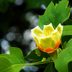 How to Grow a Tulip Poplar Tree