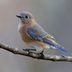 Quiz: How Many Female Bird Photos Can You ID?