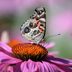 Meet the Lovely American Lady Butterfly