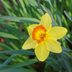 14 Daffodil Facts You Need to Know