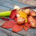 How and When to Plant Tulip Bulbs for Spring Flowers