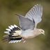 Do Mourning Dove Feathers and Wings Make Noise?