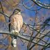 Sky Hunters: What Foods Do Hawks Eat?