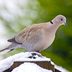 How to Identify a Eurasian Collared-Dove