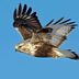 9 Types of Hawks You Should Know