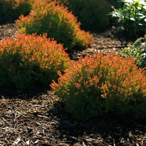 Firchiefwide, small evergreen shrubs