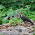 Ivory-Billed Woodpecker Vs Pileated Woodpecker: Are They Related?