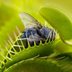 Carnivorous Plant Facts and Growing Tips