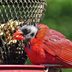 If You See a Bald Bird at Your Feeder, This Is Why