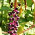 Are American Pokeweed Berries Poisonous?