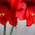 How to Grow and Care for Amaryllis (and Make the Bulbs Rebloom!)