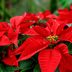 Are Poinsettias Poisonous to Cats and Dogs?