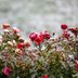 How to Prepare and Prune Roses for Winter