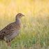 Meet the Festive Flock of Birds in the 12 Days of Christmas