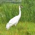 6 Fascinating Whooping Crane Facts