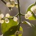 Is Mistletoe Poisonous for People and Pets?