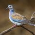 Is a Turtledove a Real Type of Bird?