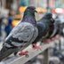 Hereâ€™s Why Pigeons Are the Most Misunderstood Birds