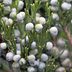 Plant Gin Fizz Juniper for a Bush Bursting With Berries