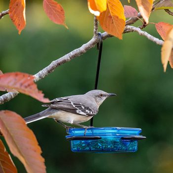 More Birds Seedfeed Feeder Ecomm Amazon.com