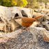 Meet 6 Types of Wrens You Should Know