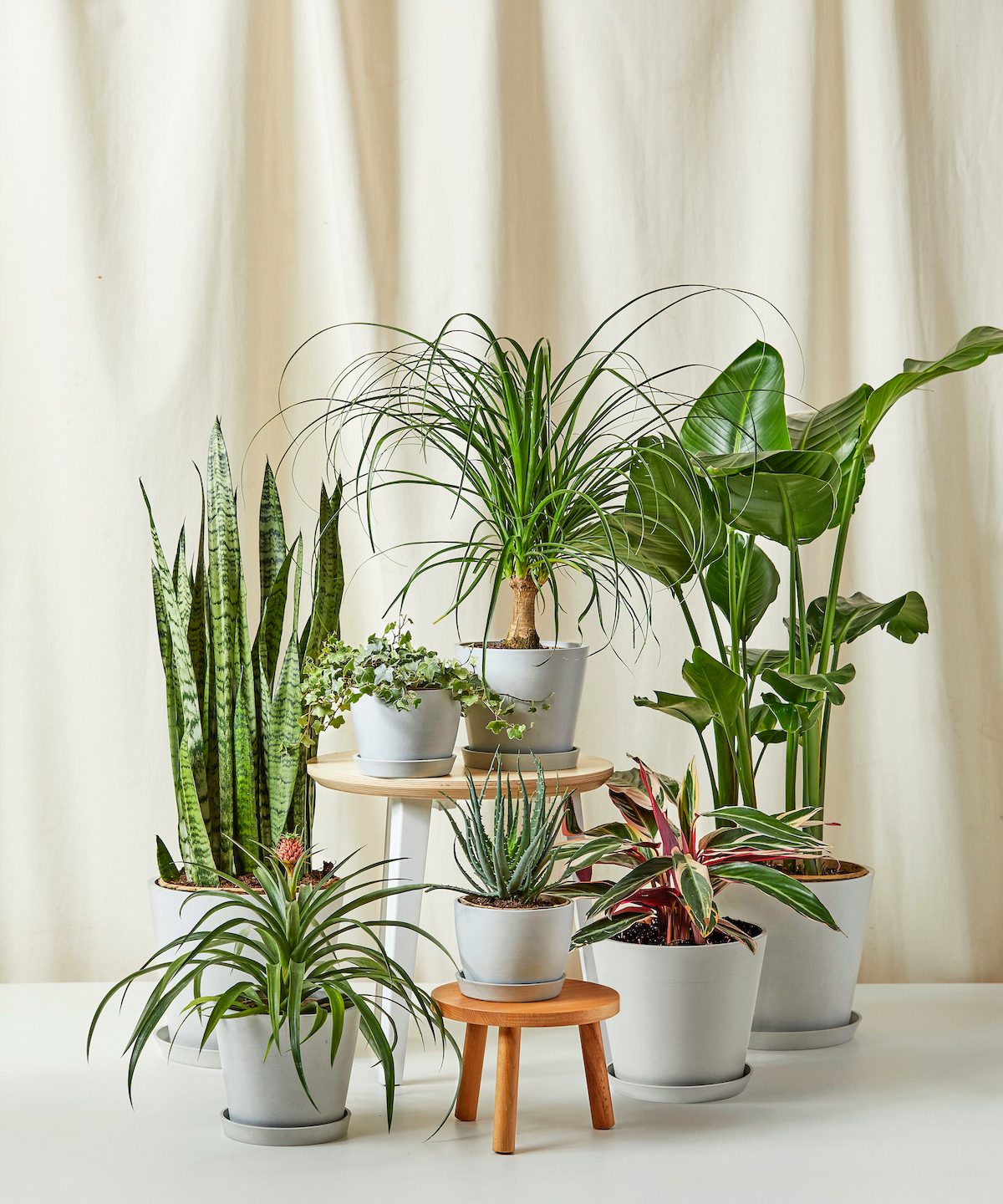 The Top 10 Best Houseplants for Beginners to Grow