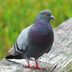 How to Get Rid of Pigeons at Bird Feeders