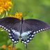 Attract Spicebush Swallowtail Butterflies and Caterpillars