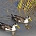 Are These Domestic Mallards or Wild Ducks?