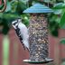 Homemade Bird Seed: Tips for DIY Seed Mixes