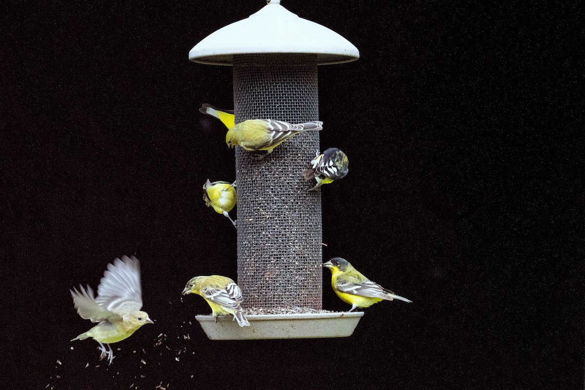 The Best Backyard Birding Tips for Small Spaces