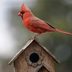 Your Cardinal Birdhouse Questions, Answered