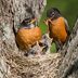 Bird Mating Behavior: Who's the Boss?