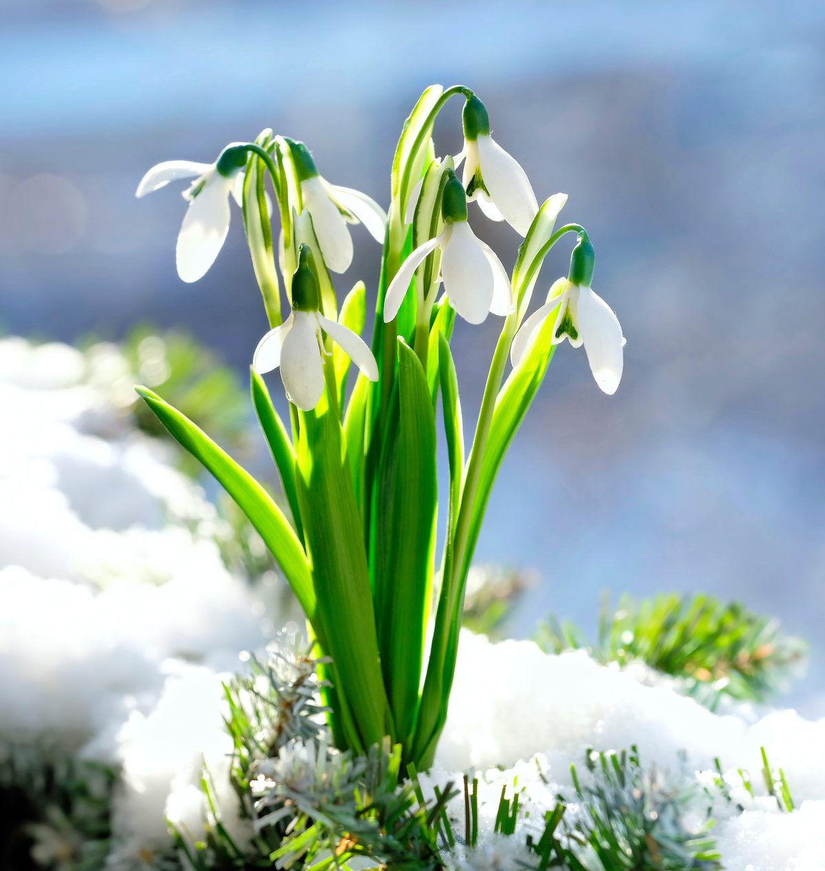 Snowdrop Flower (Galanthus) Growing Guide