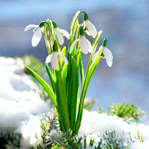 Gentle,white,snowdrop flower growth,in,snow.,beautiful,spring,natural