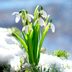 Snowdrop Flower (Galanthus) Growing Guide