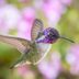 Costa's Hummingbird: Jewel of the Desert