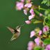 The Fascinating Life of a Female Hummingbird