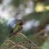 Look for These 8 Species of Hummingbirds in Texas