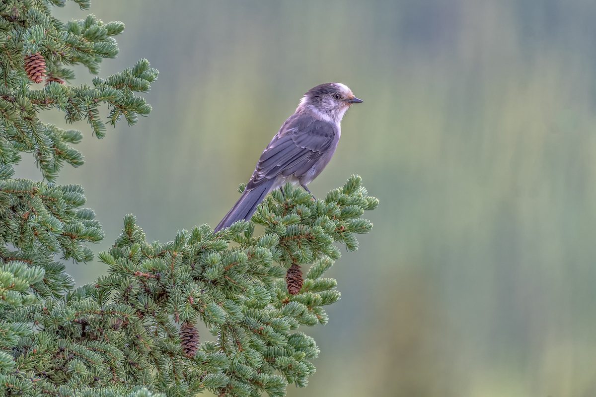 How to Identify and Attract a Canada Jay