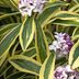 Grow Winter Daphne Shrubs for Early, Fragrant Blooms