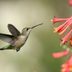 10 Amazing Pictures of Hummingbirds in Florida