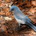 How to Identify and Attract a Pinyon Jay