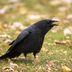 American Crow: Everything You Should Know