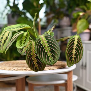 prayer plant care Tropical Maranta Leuconeura Fascinator Houseplant With Leaves With Exotic Red Stripe Pattern On Table