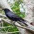 Meet the Fish Crow: The American Crow's Coastal Cousin