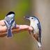 Hand Feeding Birds: How to Do It Safely