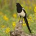 Black-billed Magpie: A Perfect Combo of Brains and Beauty